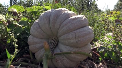 'İyi tarım' ile kabak üretimini yüzde 50 arttırdılar - BİLECİK