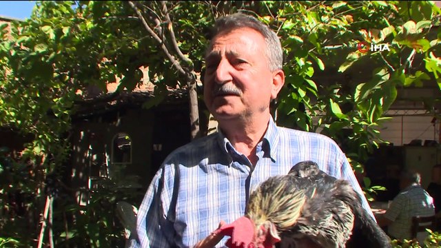 Denizli’de besiciler ile vatandaşlar arasında ‘horoz’ davası...Denizli horozu yetiştiren besiciler kendileri hakkında yapılan şikayetlerden bıktı