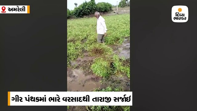 ગીર પંથકમાં પડેલા ભારે વરસાદના કારણે મગફળી અને કપાસના પાકને નુકસાન