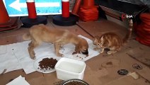 Yaralı kedi ve üzerlerinden araç geçen iki yavru köpek, tedavi için İstanbul'a gönderildi