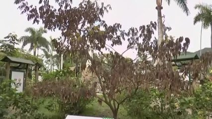 Envenenan el 'Árbol de la Vida' que plantó el papa Francisco en Colombia