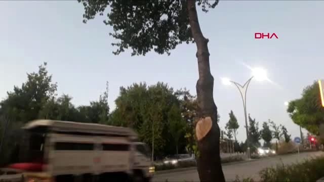 Kırşehir iş yerinin önündeki 2 ağacı kesen esnafa, 50 bin tl para cezası