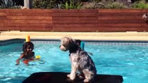 Tips for First Time Dog Owners | Funny Pet Videos
