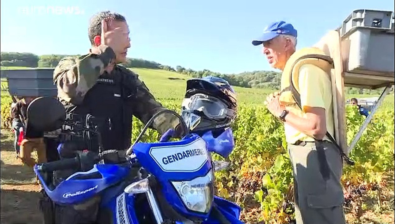 Face aux voleurs de raisin, la gendarmerie patrouille dans les vignes de Bourgogne