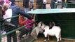 Çekmeköy’de şehit ve gazi çocukları hayvanat bahçesini gezdi