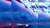 İznik'te balıkçı tezgahındaki 2 metrelik köpek balığı ilgi gördü