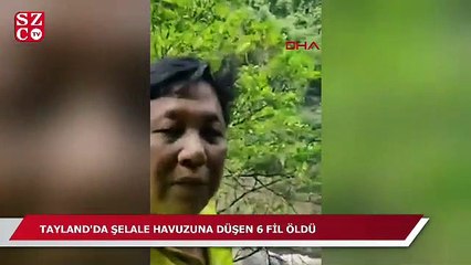 Tayland'da şelale havuzuna düşen 6 fil öldü
