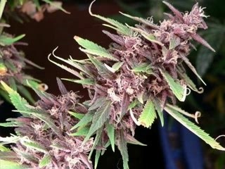 lim "tous dans la merde" special weed!