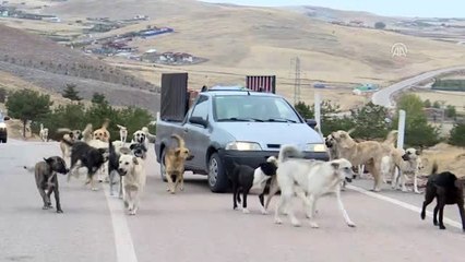 Hayvanseverlerden sokak hayvanlarına mama