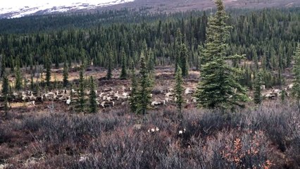 Migrating Caribou on the Move