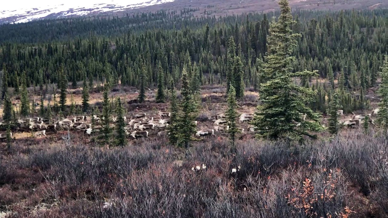 Migrating Caribou on the Move