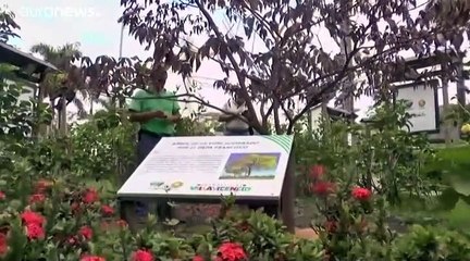 شجرة زرعها البابا فرنسيس في2017 في كولومبيا وجدت مسمومة .. من الفاعل؟