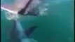Un requin marteau vient dévorer la prise d'un pêcheur sous ses yeux