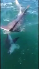 Un requin marteau vient dévorer la prise d'un pêcheur sous ses yeux