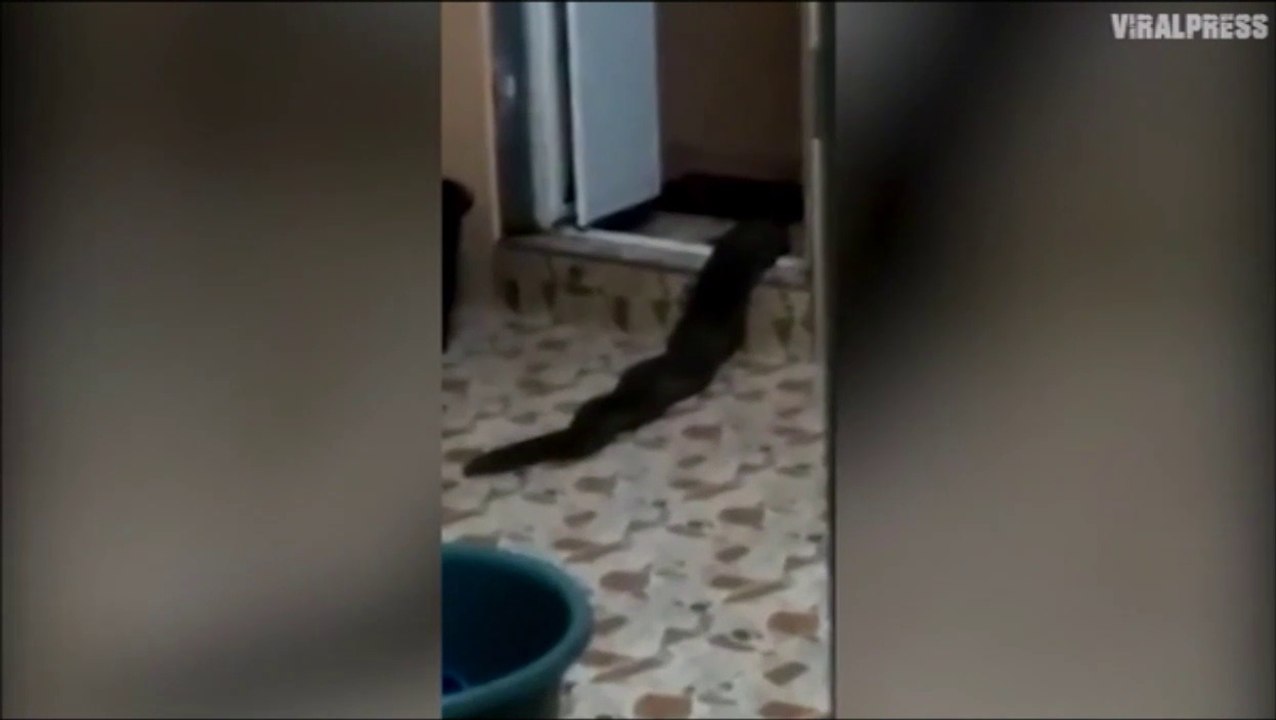 Une créature monstrueuse sort des toilettes en malaisie... Mystérieux