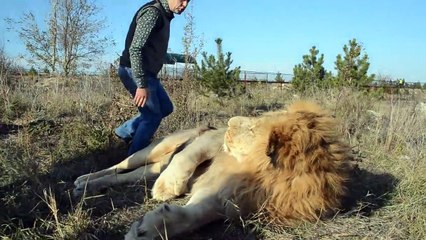 Il réveille son gros lion à coup de chaussures... même pas mal