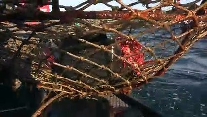 La pesca artesanal de centolla persiste en la ciudad del fin del mundo