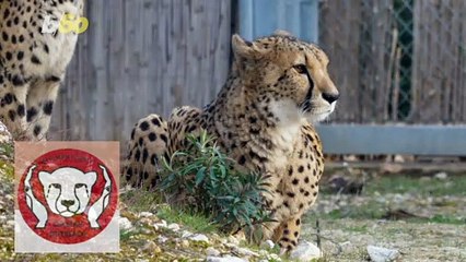 Steve Irwin’s Family List of Where to See Incredible Wildlife Responsibly