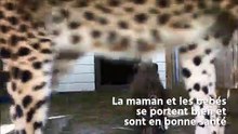 4 bébés guépards