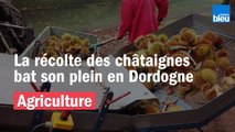 En Dordogne, la récolte des châtaignes bat son plein