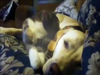 The funniest and most hilarious ANIMAL videos #1 - Funny animal compilation - Watch & laugh