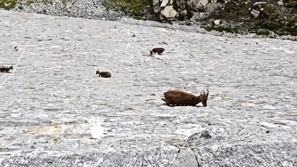 Why Daredevil Goats Climb A 16 Foot Tall Dam