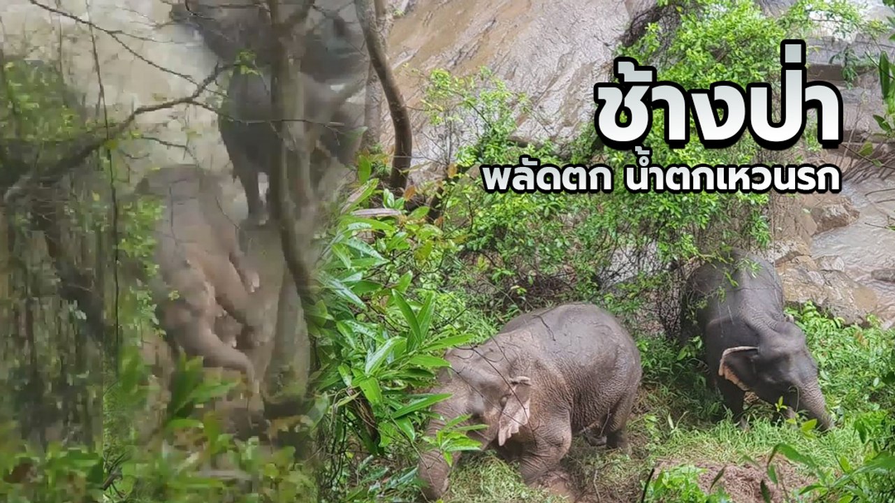 ลุ้นสุดใจ นาทีช้างป่า 2 ตัว ฝ่ากระแสน้ำเชี่ยวขึ...