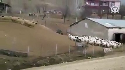 وعادت الأمهات من المرعى فاستقبلتها صغارها للرضاع سبحان الخلاق العليم