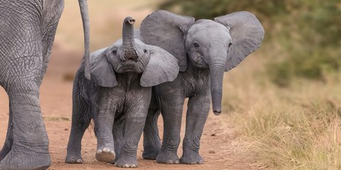 Vídeo Viral: 6 elefantes salvajes mueren tratando de salvar a una de sus crías en una cascada