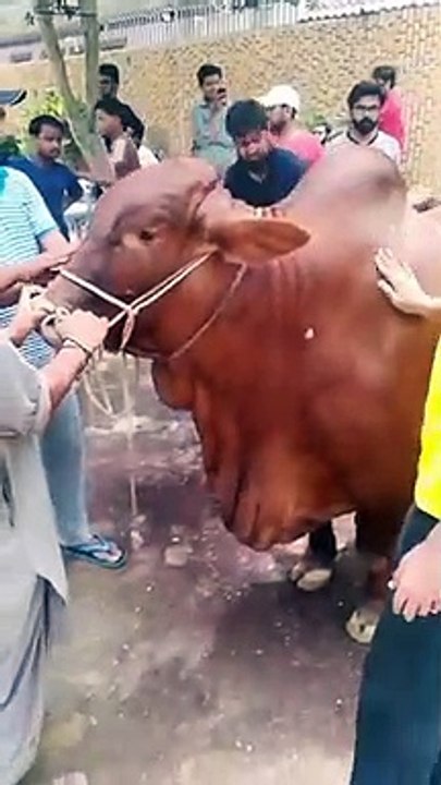 Qurbani Of Bull Part 1 | 2019 | Eid - e - Qurban