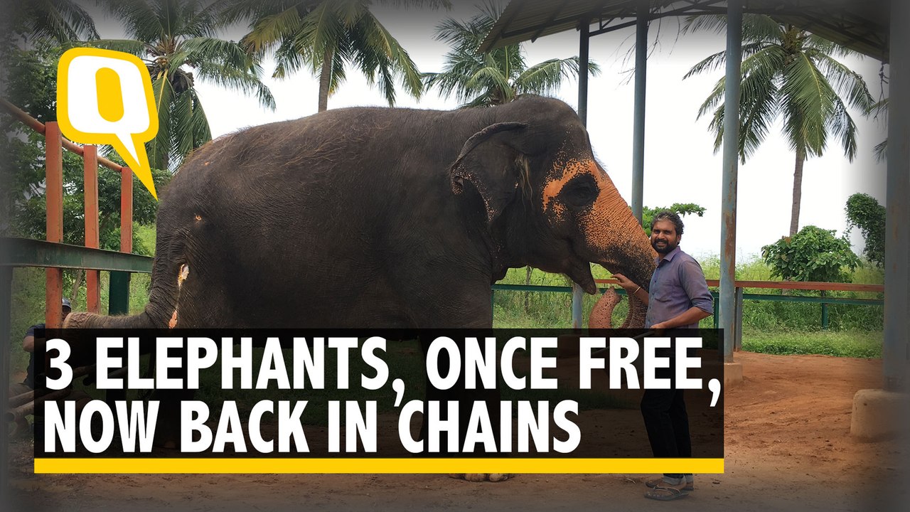 A Day in a Chain-Free Elephant Home in Tamil Na...