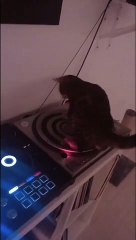 Ce chat est un DJ ! A 4 pattes sur les platines