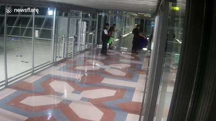 Pet cat spends four nights in airport after escaping from hand-luggage before finally being caught