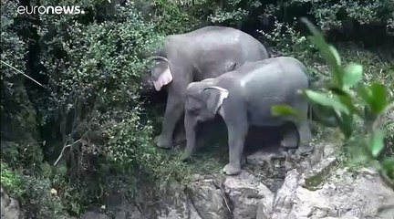 شاهد: نفوق 6 فيلة برية بعد سقوطها في شلال منتزه في تايلند