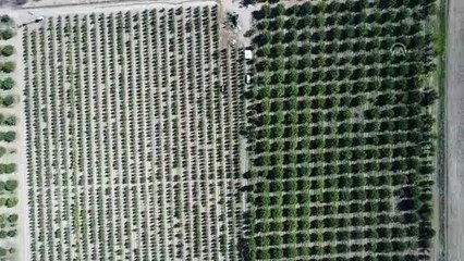 Yahyalı elmasında verim arttı, çiftçinin yüzü güldü