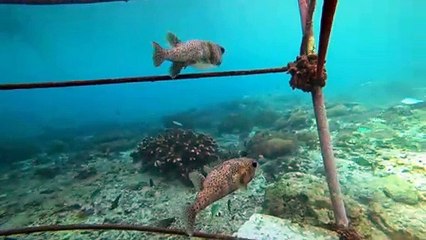 Diodons à Nusa Lembongan à Bali