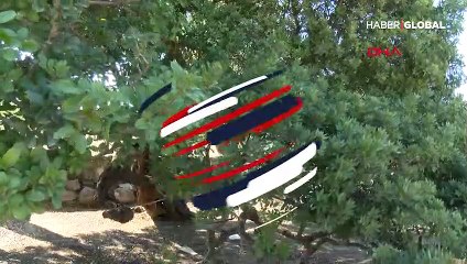 40 yıl sonra ilk hasat! Kilosu bin 900 TL'den satılacak