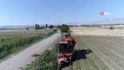 Şeker pancarı hasadında yüksek verim yüzleri güldürdü