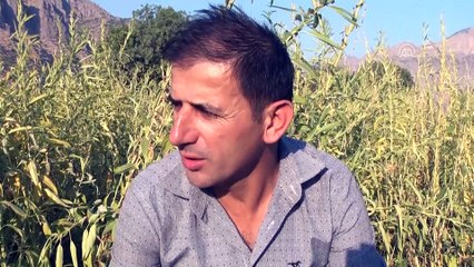 Irak sınırında imece usulü susam hasadı - HAKKARİ