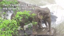 Two wild elephants rescued from waterfall, six others found dead