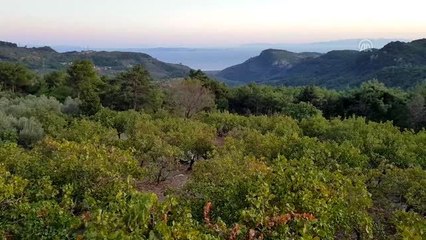 Kazdağları'nın eteklerinde "Antep fıstığı" üretiyorlar - BALIKESİR