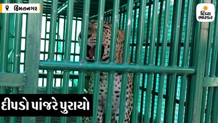 ઈડરમાં કુંજ કસ્બા વિસ્તારમાં દીપડો પાંજરે પુરાયો, વન વિભાગે પાંજરું મૂક્યું હતું