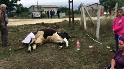 Elektrik kaçağı hayvanları telef etti