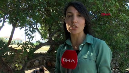 Alaçatı'daki sakız ağaçlarında 40 yıl sonra ilk hasat