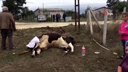 Elektrik kaçağı hayvanları telef etti