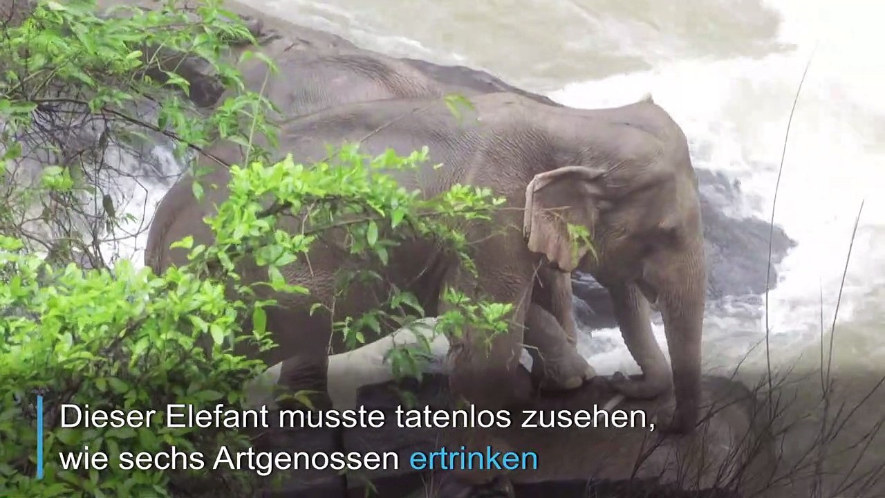 Tragödie in Nationalpark in Thailand: Sechs Elefanten ertrinken