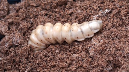 '멸종 위기' 장수하늘소, 46년 만에 춘천에서 발견 / YTN