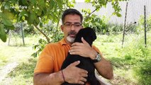 Meet the IT entrepreneur who has adopted more than 850 dogs