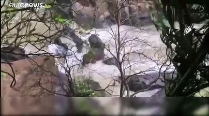 Слоны погибли, спасая сородича