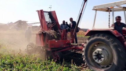 Muş'ta pancar sökümü başladı